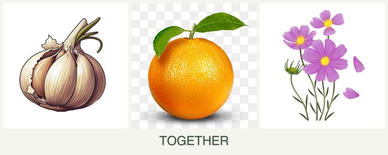 Can you plant garlic, oranges and cosmos together?
