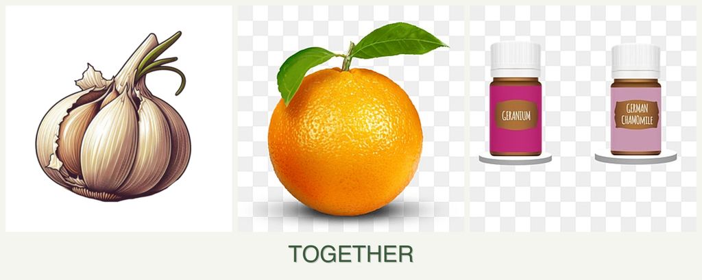 Can you plant garlic, oranges and geraniums together?