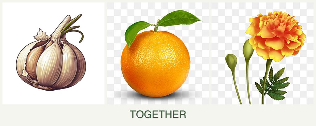 Can you plant garlic, oranges and marigolds together?
