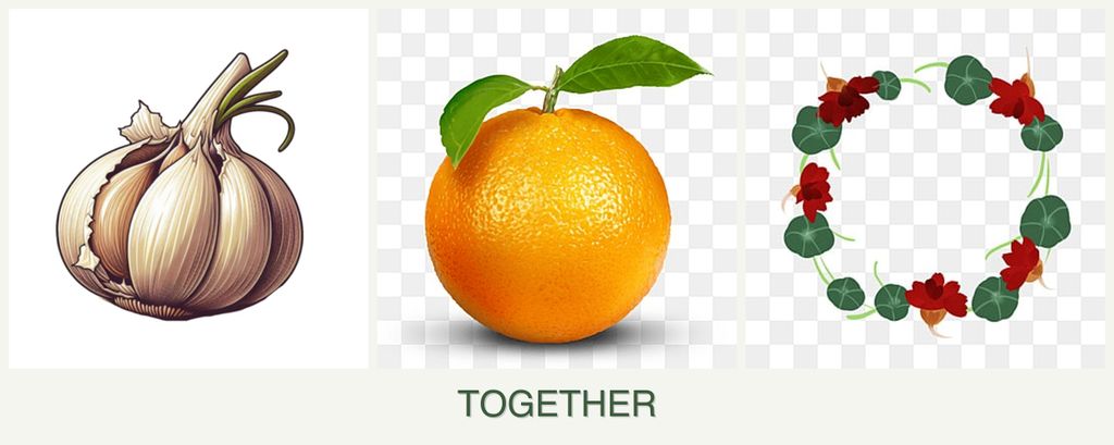 Can you plant garlic, oranges and nasturtiums together?