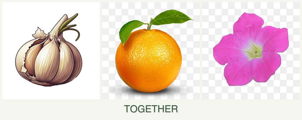 Can you plant garlic, oranges and petunias together?