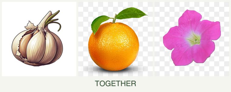 Can you plant garlic, oranges and petunias together?