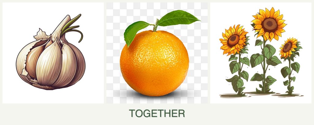 Can you plant garlic, oranges and sunflowers together?