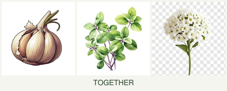 Can you plant garlic, oregano and alyssum together?