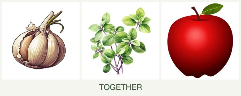 Can you plant garlic, oregano and apples together?