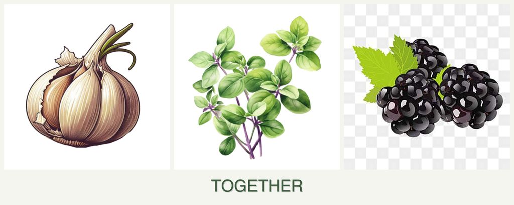 Can you plant garlic, oregano and blackberries together?