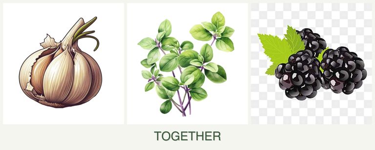 Can you plant garlic, oregano and blackberries together?