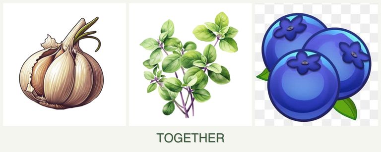Can you plant garlic, oregano and blueberries together?