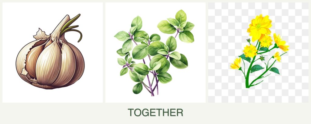 Can you plant garlic, oregano and calendula together?