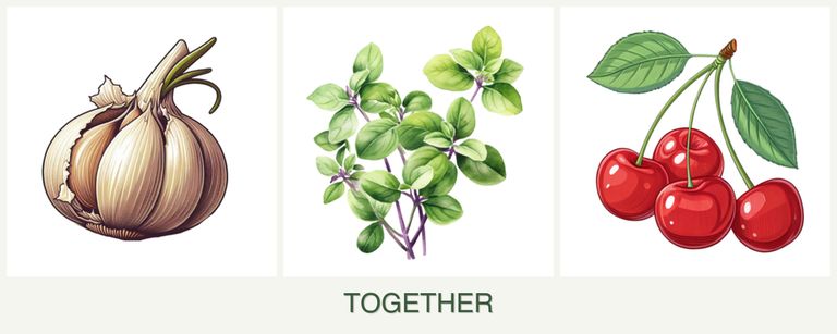 Can you plant garlic, oregano and cherries together?