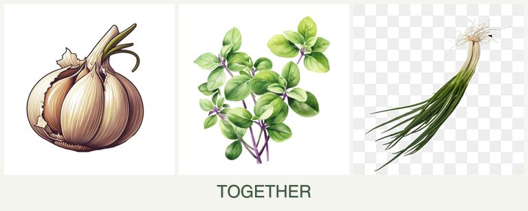 Can you plant garlic, oregano and chives together?