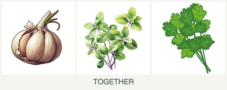 Can you plant garlic, oregano and cilantro together?