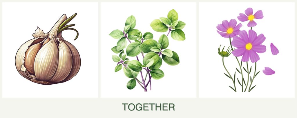 Can you plant garlic, oregano and cosmos together?