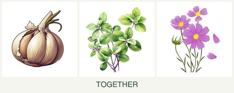 Can you plant garlic, oregano and cosmos together?