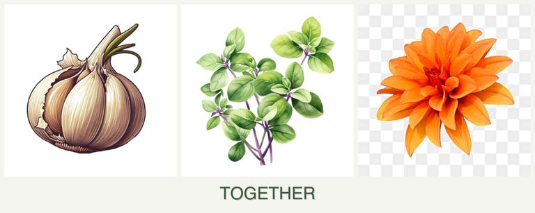 Can you plant garlic, oregano and dahlias together?
