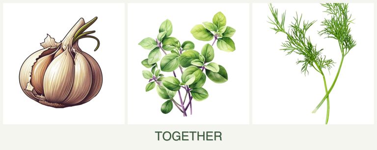 Can you plant garlic, oregano and dill together?