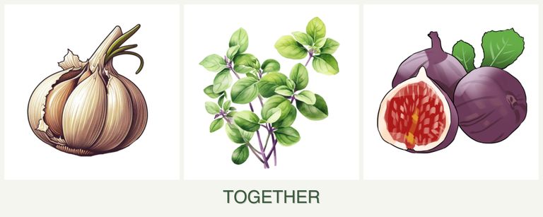 Can you plant garlic, oregano and figs together?