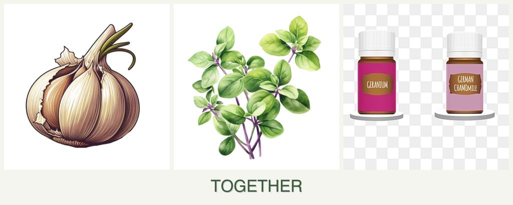 Can you plant garlic, oregano and geraniums together?