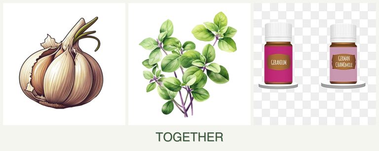 Can you plant garlic, oregano and geraniums together?