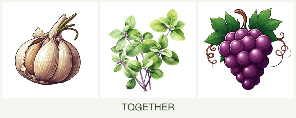 Can you plant garlic, oregano and grapes together?