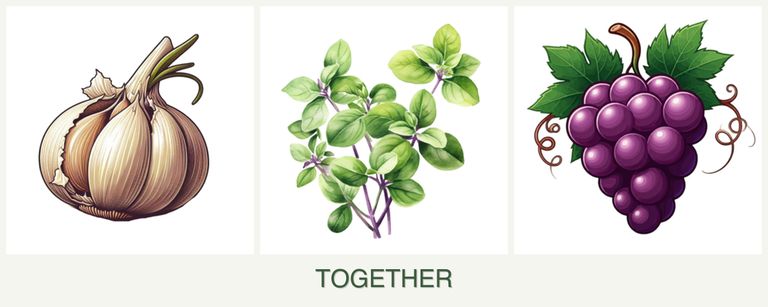 Can you plant garlic, oregano and grapes together?
