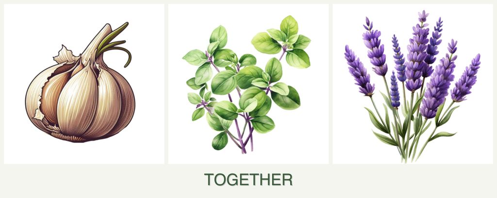Can you plant garlic, oregano and lavender together?