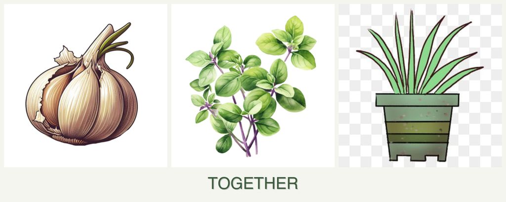 Can you plant garlic, oregano and lemongrass together?