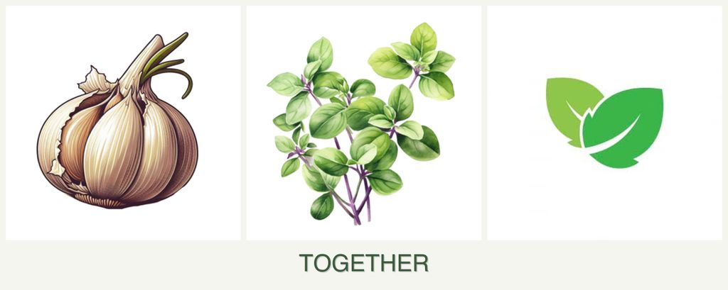 Can you plant garlic, oregano and mint together?