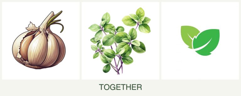Can you plant garlic, oregano and mint together?