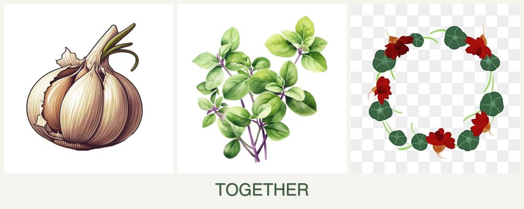 Can you plant garlic, oregano and nasturtiums together?