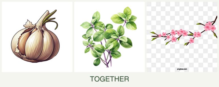 Can you plant garlic, oregano and peaches together?