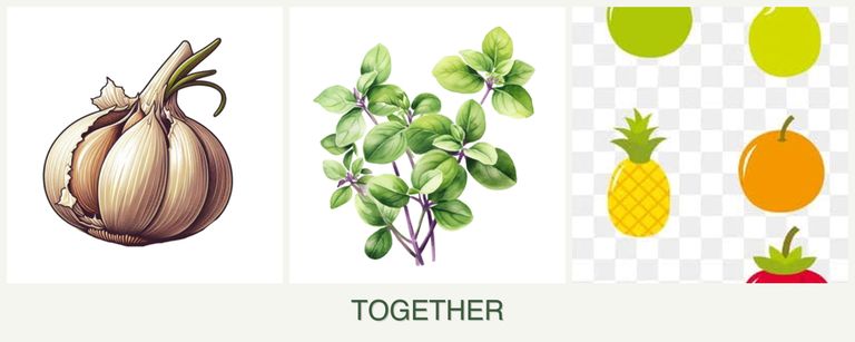 Can you plant garlic, oregano and pears together?