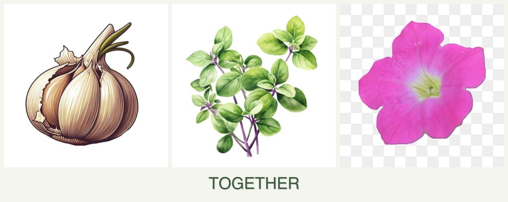 Can you plant garlic, oregano and petunias together?