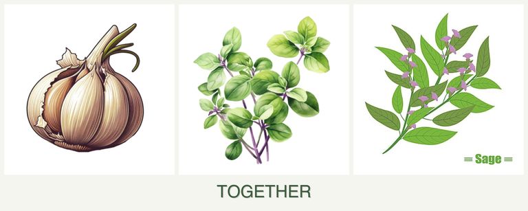 Can you plant garlic, oregano and sage together?