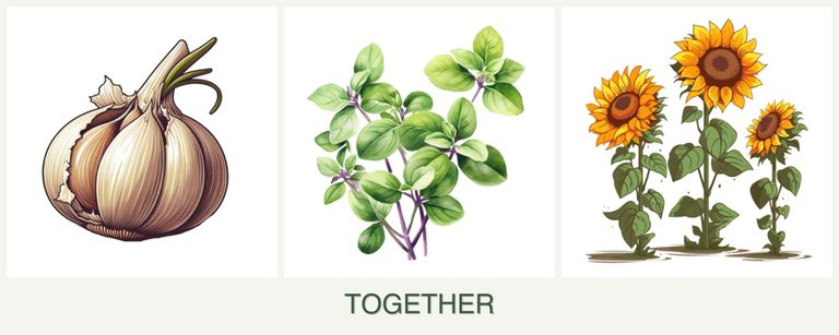 Can you plant garlic, oregano and sunflowers together?