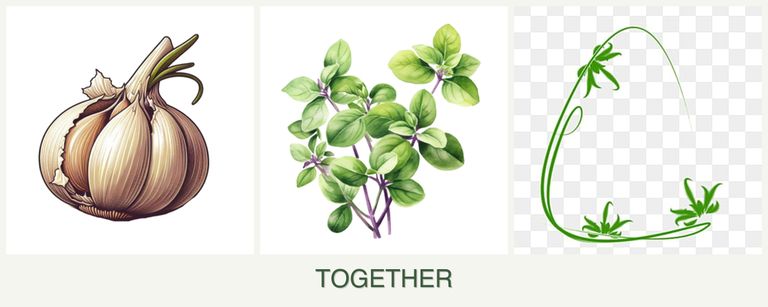 Can you plant garlic, oregano and tarragon together?