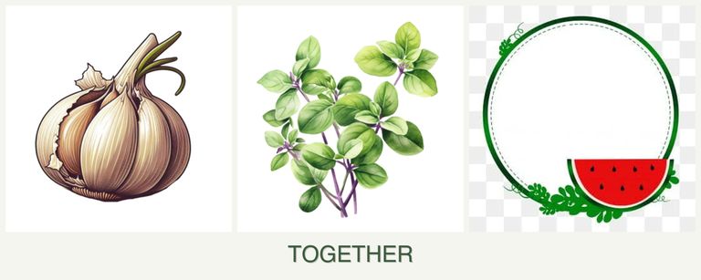 Can you plant garlic, oregano and watermelons together?
