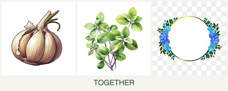 Can you plant garlic, oregano and zinnias together?