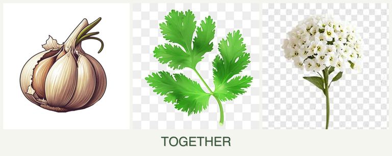 Can you plant garlic, parsley and alyssum together?
