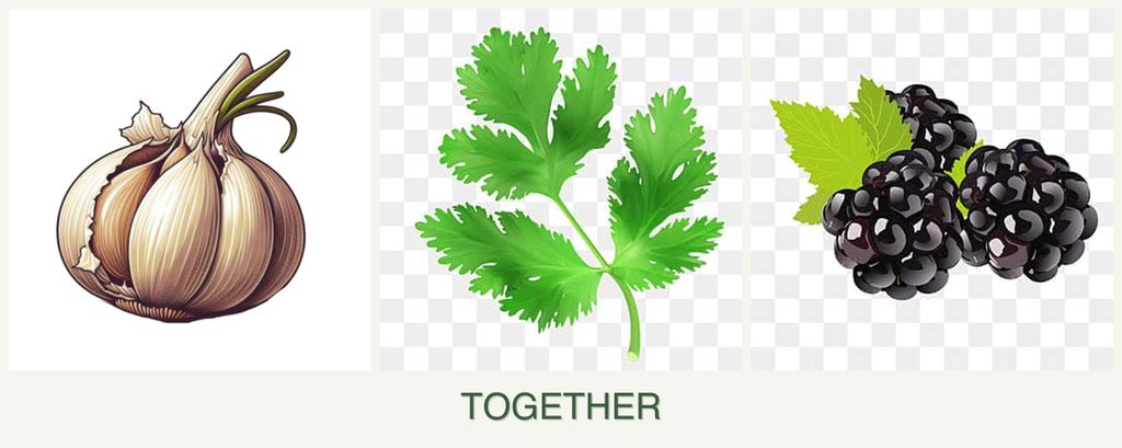 Can you plant garlic, parsley and blackberries together?