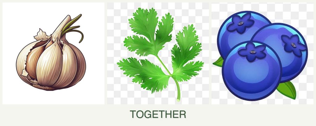 Can you plant garlic, parsley and blueberries together?