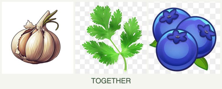 Can you plant garlic, parsley and blueberries together?