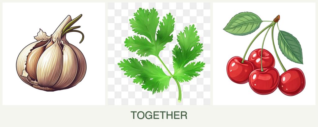 Can you plant garlic, parsley and cherries together?