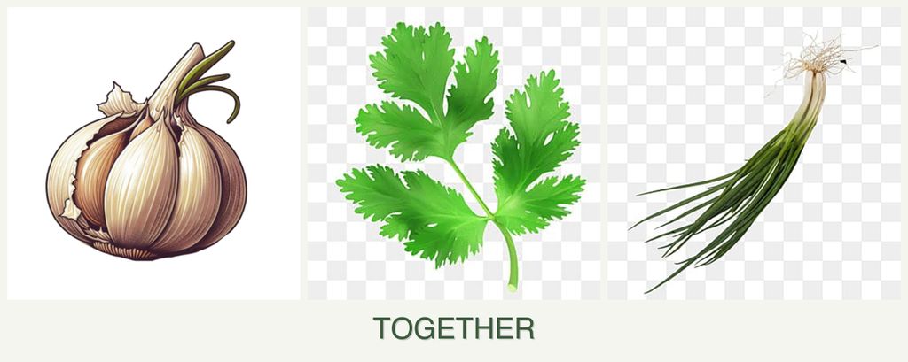 Can you plant garlic, parsley and chives together?
