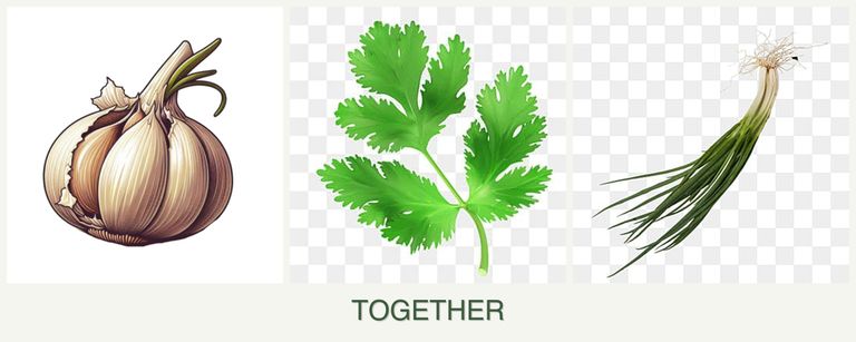 Can you plant garlic, parsley and chives together?