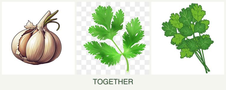 Can you plant garlic, parsley and cilantro together?