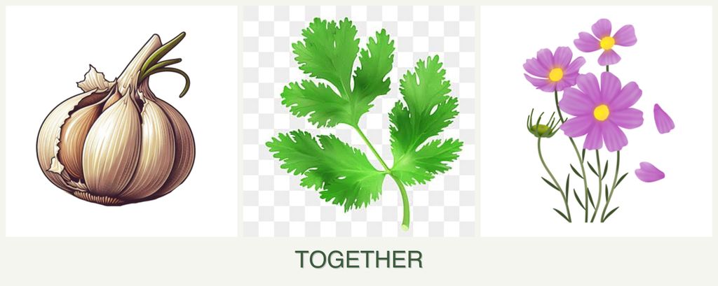 Can you plant garlic, parsley and cosmos together?