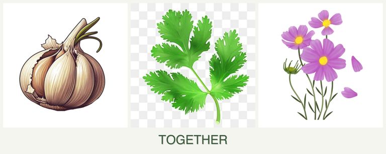 Can you plant garlic, parsley and cosmos together?