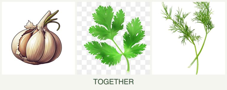 Can you plant garlic, parsley and dill together?