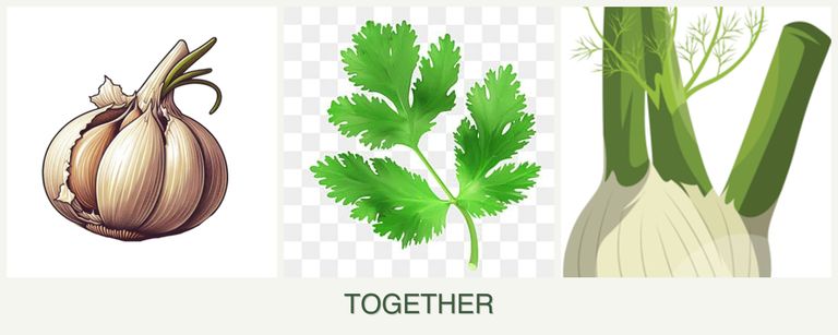 Can you plant garlic, parsley and fennel together?